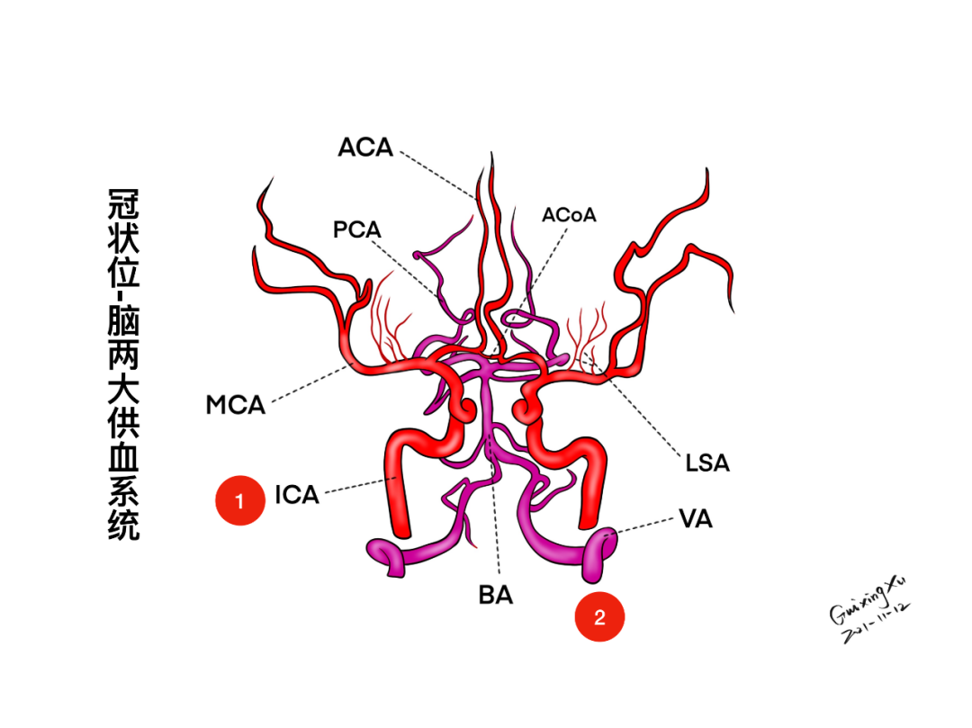 徐桂兴手绘｜椎-基底动脉的分支、走行，与颅神经的关系-医博网