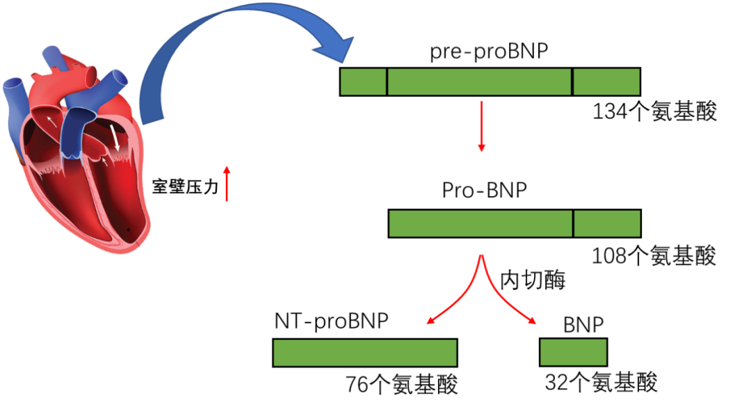 BNP 与 NT-proBNP 的 8 大区别，一文扫清知识盲区-医博网