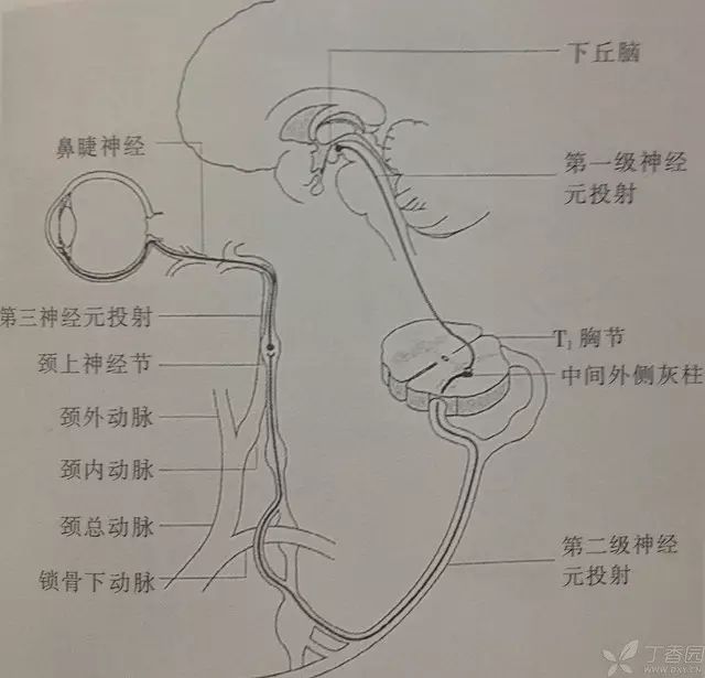 癫痫发作一定会瞳孔散大吗？-医博网