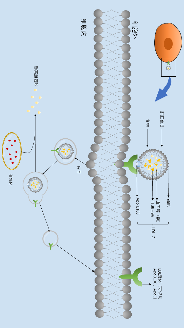 一图读懂：低密度脂蛋白胆固醇的代谢途径-医博网
