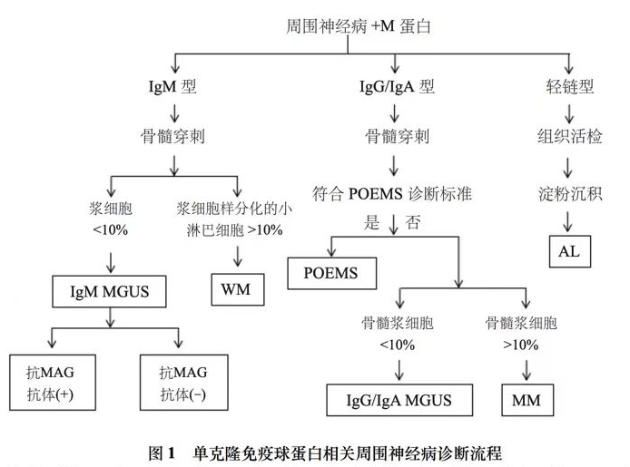 免疫球蛋白轻链淀粉样变性的诊断：寻找突破口-医博网