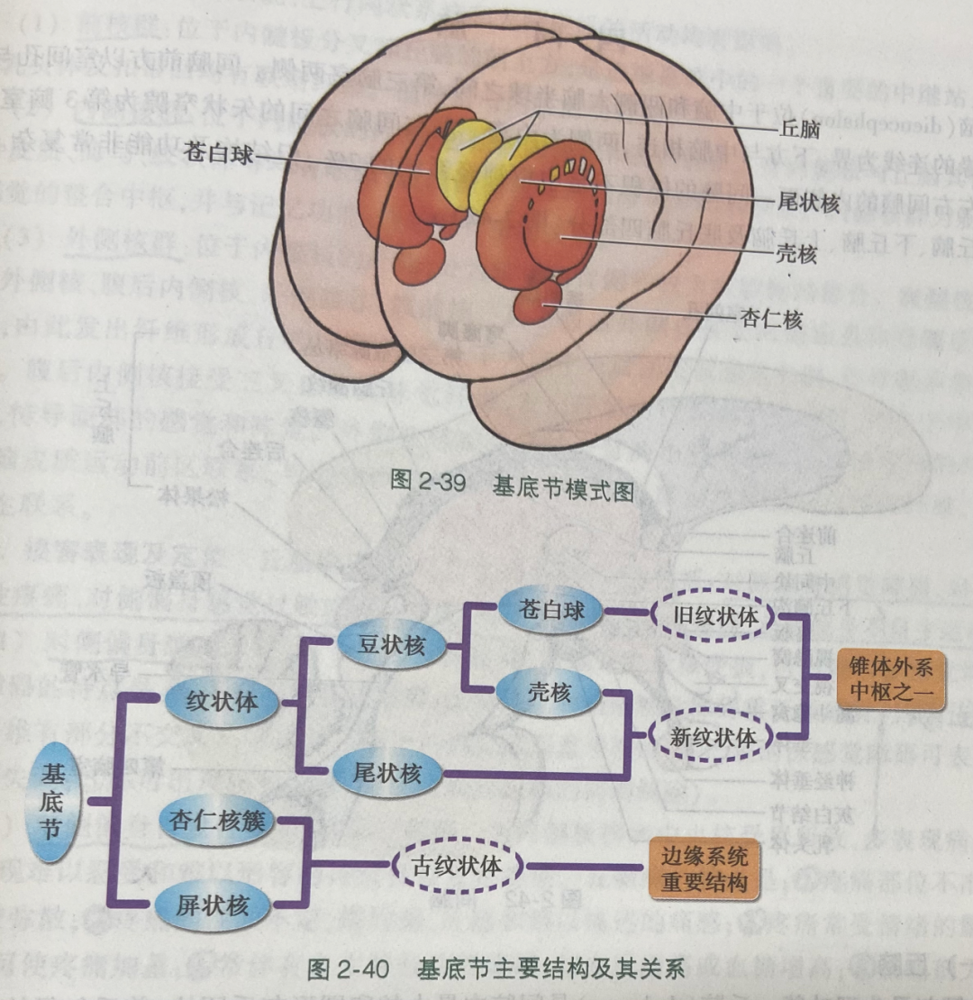 基底节病变 8 种常见症状总结-医博网