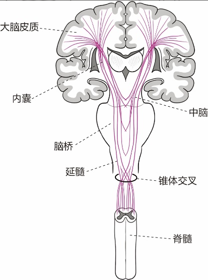 徐桂兴手绘：延髓、脑桥、中脑…脑干的功能与定位-医博网