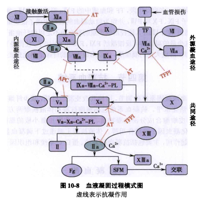 漫画图解凝血！这下彻底记住了-医博网